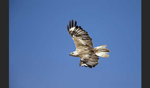 Hochlandbussard (Buteo hemilasius)