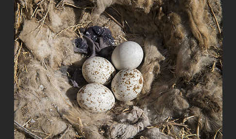 Hochlandbussard (Buteo hemilasius)