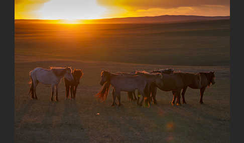 Hauspferd (Equus caballus)