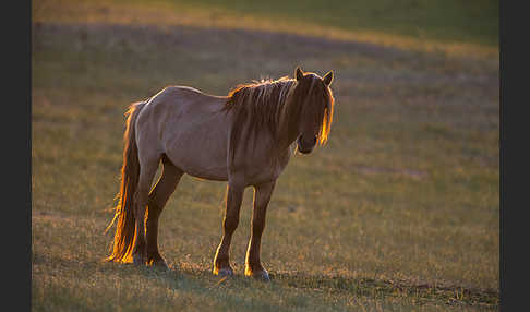 Hauspferd (Equus caballus)