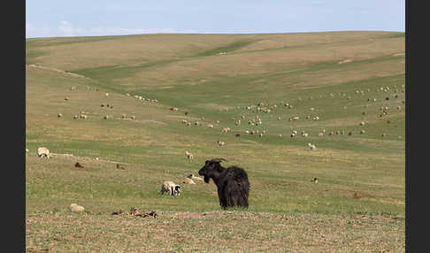 Hausschaf (Ovis gmelini aries)