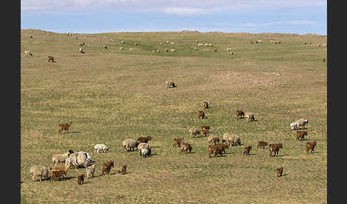 Hausschaf (Ovis gmelini aries)