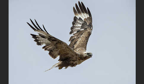 Hochlandbussard (Buteo hemilasius)