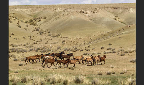 Hauspferd (Equus caballus)