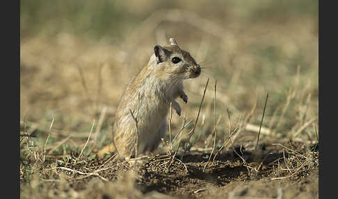 Große Rennmaus (Rhombomys opimus)