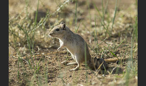 Große Rennmaus (Rhombomys opimus)