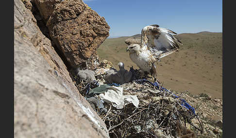 Hochlandbussard (Buteo hemilasius)