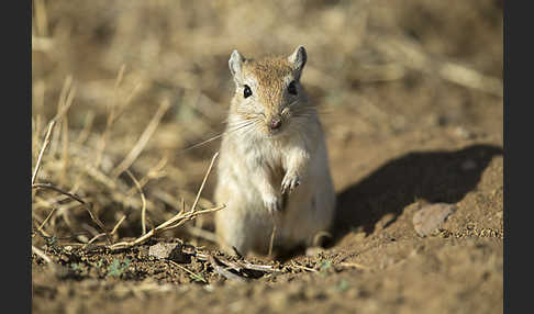 Große Rennmaus (Rhombomys opimus)