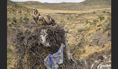 Hochlandbussard (Buteo hemilasius)