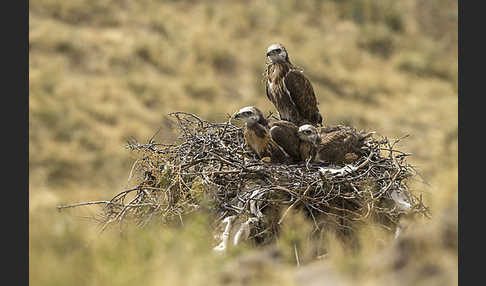 Hochlandbussard (Buteo hemilasius)