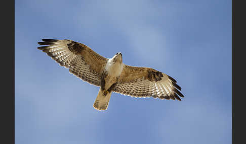 Hochlandbussard (Buteo hemilasius)