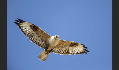 Hochlandbussard (Buteo hemilasius)