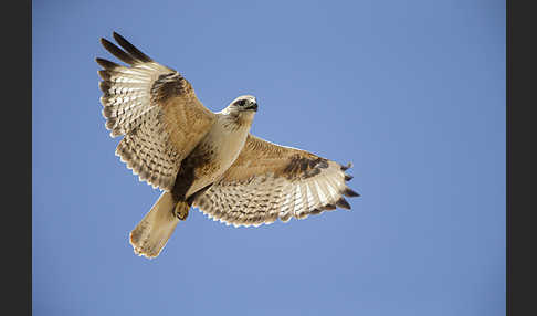 Hochlandbussard (Buteo hemilasius)