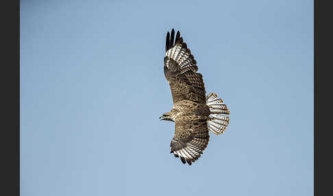 Hochlandbussard (Buteo hemilasius)