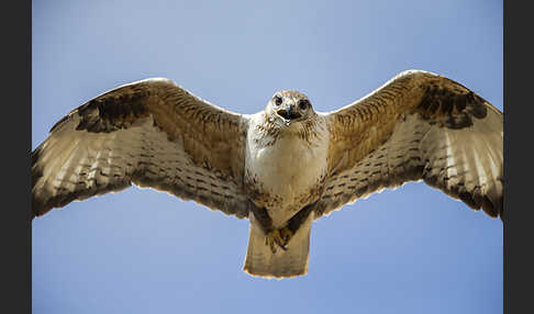 Hochlandbussard (Buteo hemilasius)