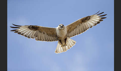 Hochlandbussard (Buteo hemilasius)