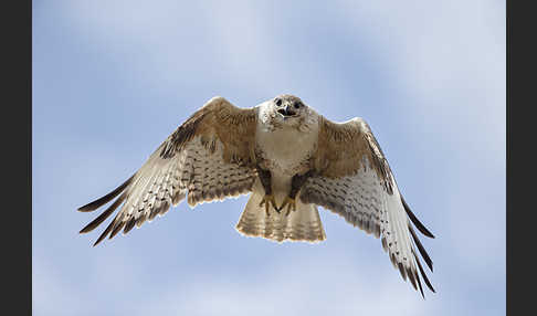 Hochlandbussard (Buteo hemilasius)