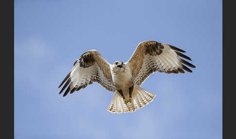 Hochlandbussard (Buteo hemilasius)