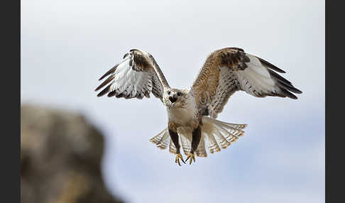 Hochlandbussard (Buteo hemilasius)