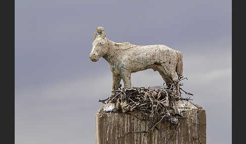 Hochlandbussard (Buteo hemilasius)