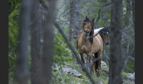 Hauspferd (Equus caballus)