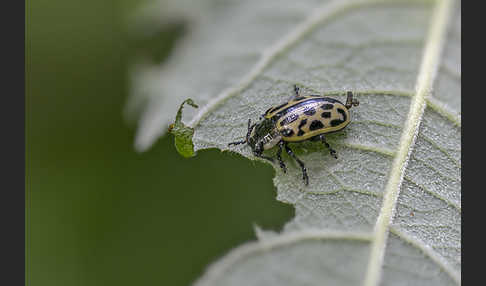 Gefleckter Weidenblattkäfer (Chrysomela vigintipunctata)