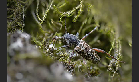 Grauer Espenbock (Xylotrechus rusticus)