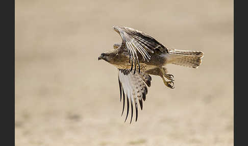 Japanbussard (Buteo japonicus)