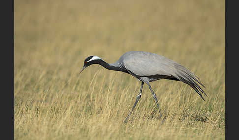 Jungfernkranich (Anthropoides virgo)