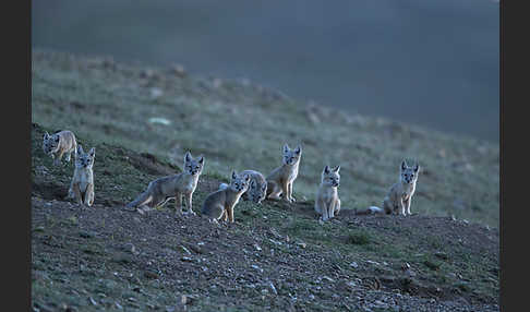 Steppenfuchs (Vulpes corsac)