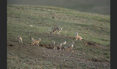 Steppenfuchs (Vulpes corsac)