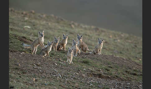 Steppenfuchs (Vulpes corsac)