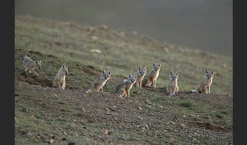 Steppenfuchs (Vulpes corsac)