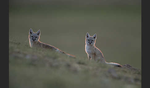 Steppenfuchs (Vulpes corsac)