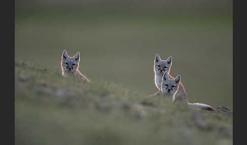 Steppenfuchs (Vulpes corsac)