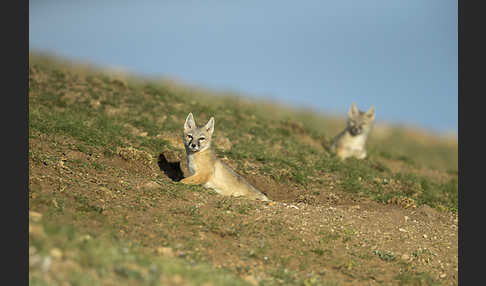 Steppenfuchs (Vulpes corsac)