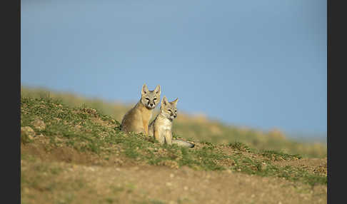 Steppenfuchs (Vulpes corsac)