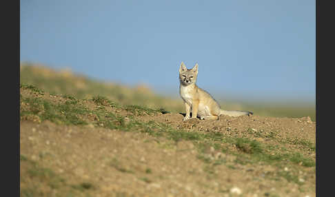 Steppenfuchs (Vulpes corsac)