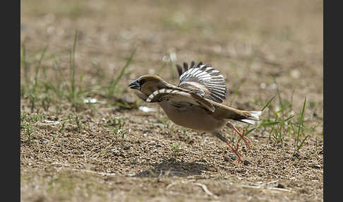 Kernbeißer (Coccothraustes coccothraustes)