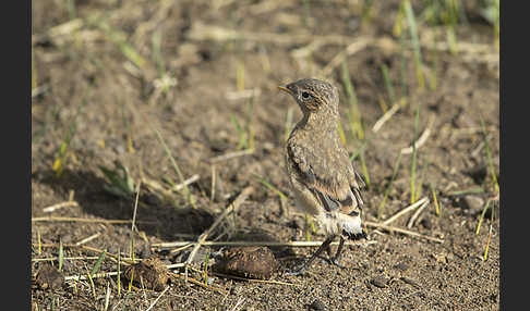 Isabellsteinschmätzer (Oenanthe isabellina)