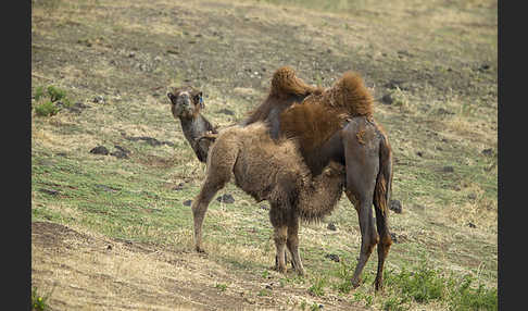 Trampeltier (Camelus ferus)