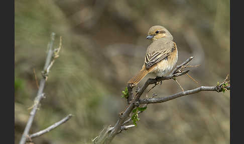 Isabellwürger (Lanius isabellinus)