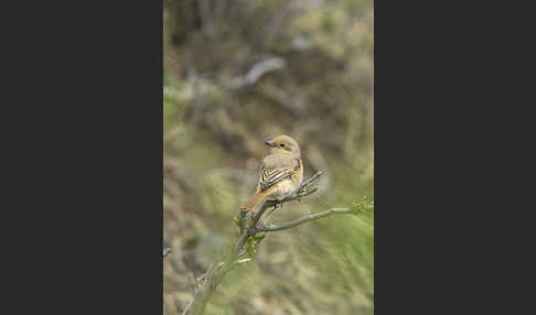 Isabellwürger (Lanius isabellinus)