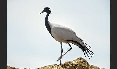 Jungfernkranich (Anthropoides virgo)