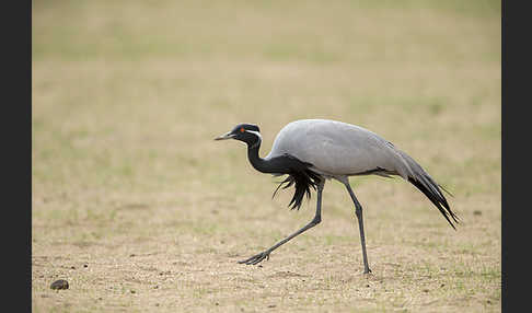 Jungfernkranich (Anthropoides virgo)