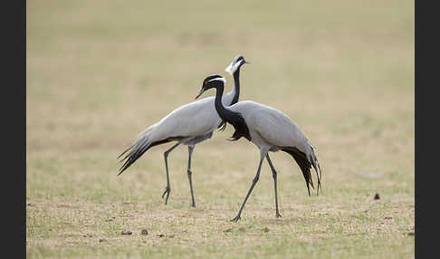 Jungfernkranich (Anthropoides virgo)