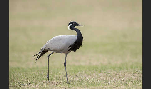 Jungfernkranich (Anthropoides virgo)