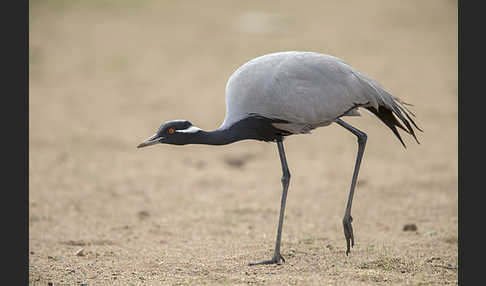 Jungfernkranich (Anthropoides virgo)