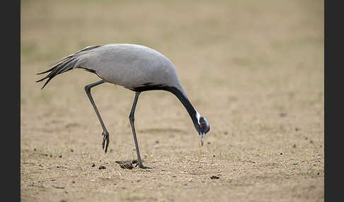 Jungfernkranich (Anthropoides virgo)