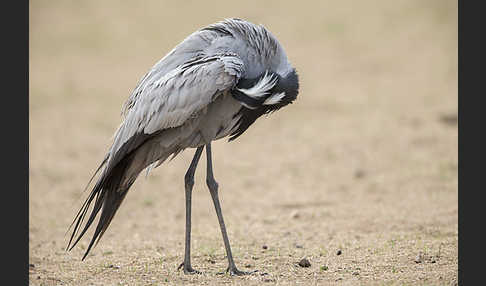 Jungfernkranich (Anthropoides virgo)